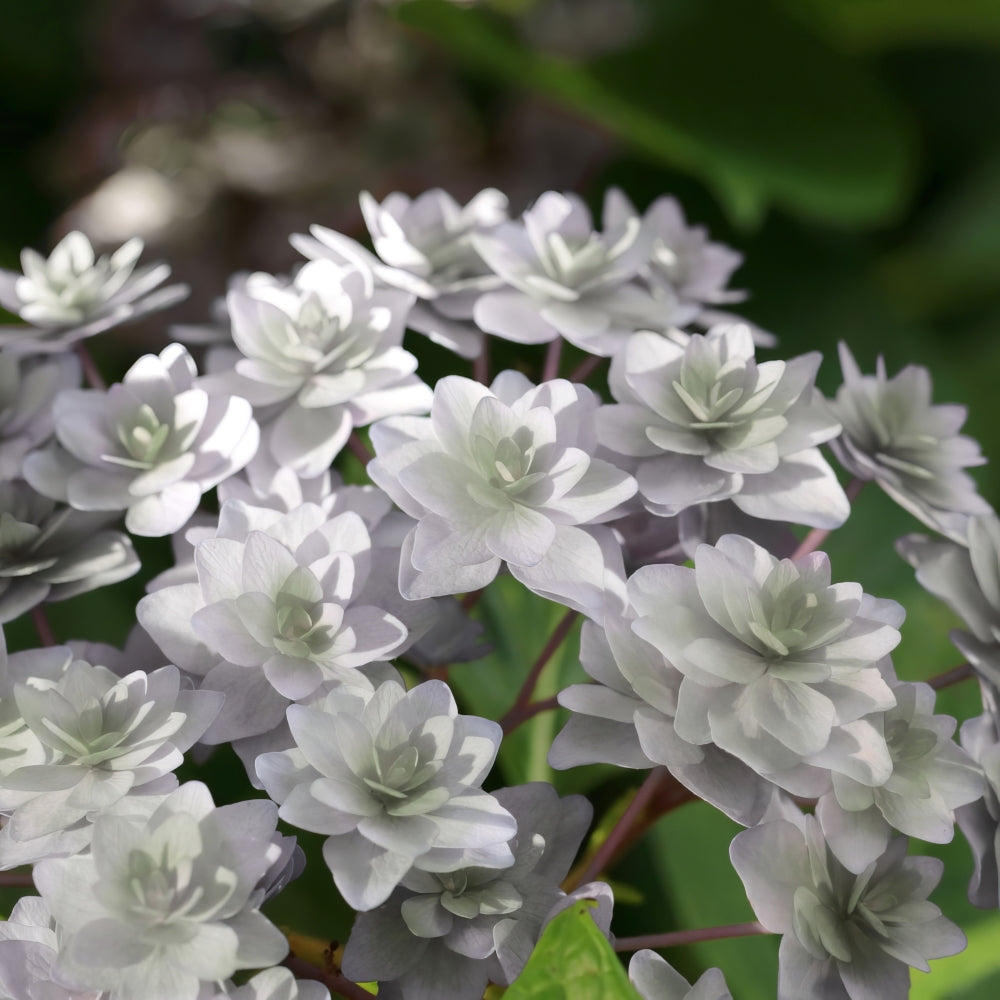 Wedding Gown™ Hydrangea - 4" Pot