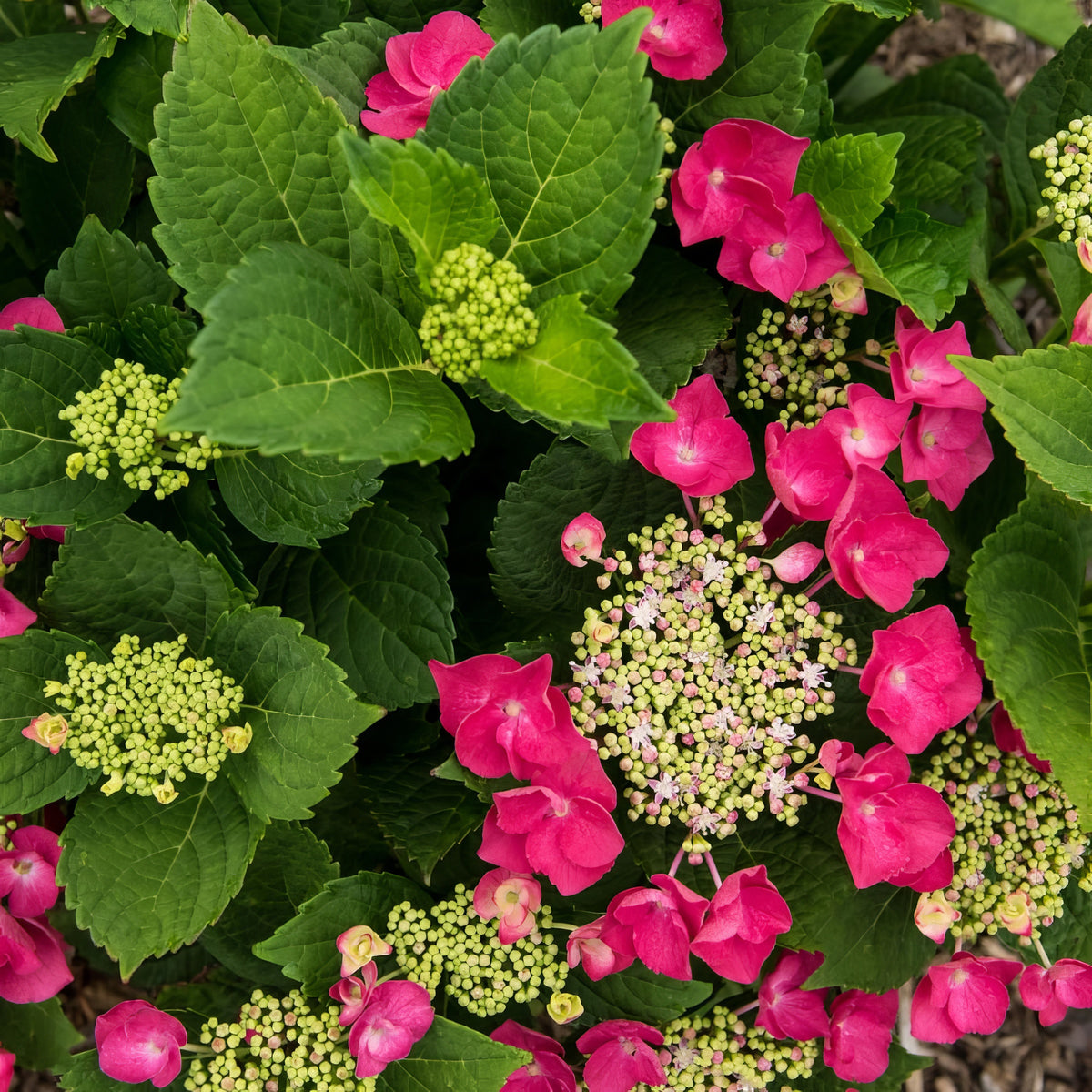 Hydrangea Cherry Explosion 'McKay' - 4" Pot