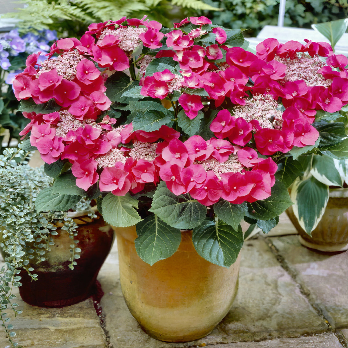 Hydrangea Cherry Explosion 'McKay' - 4" Pot