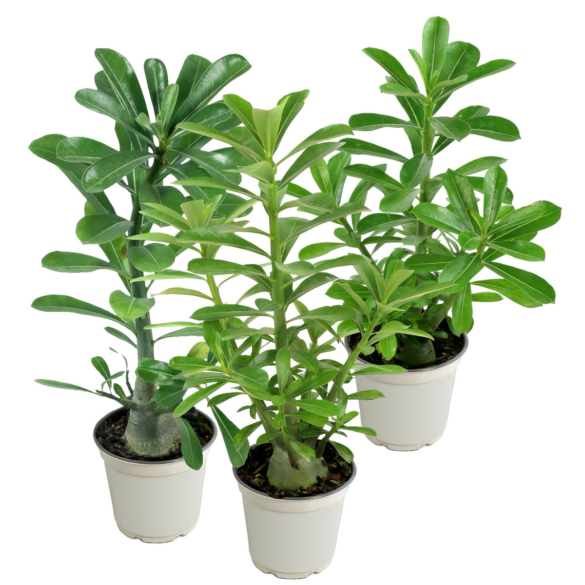 3 piece Desert Rose Trio - 3.25" Pot (White/Pink/Red)