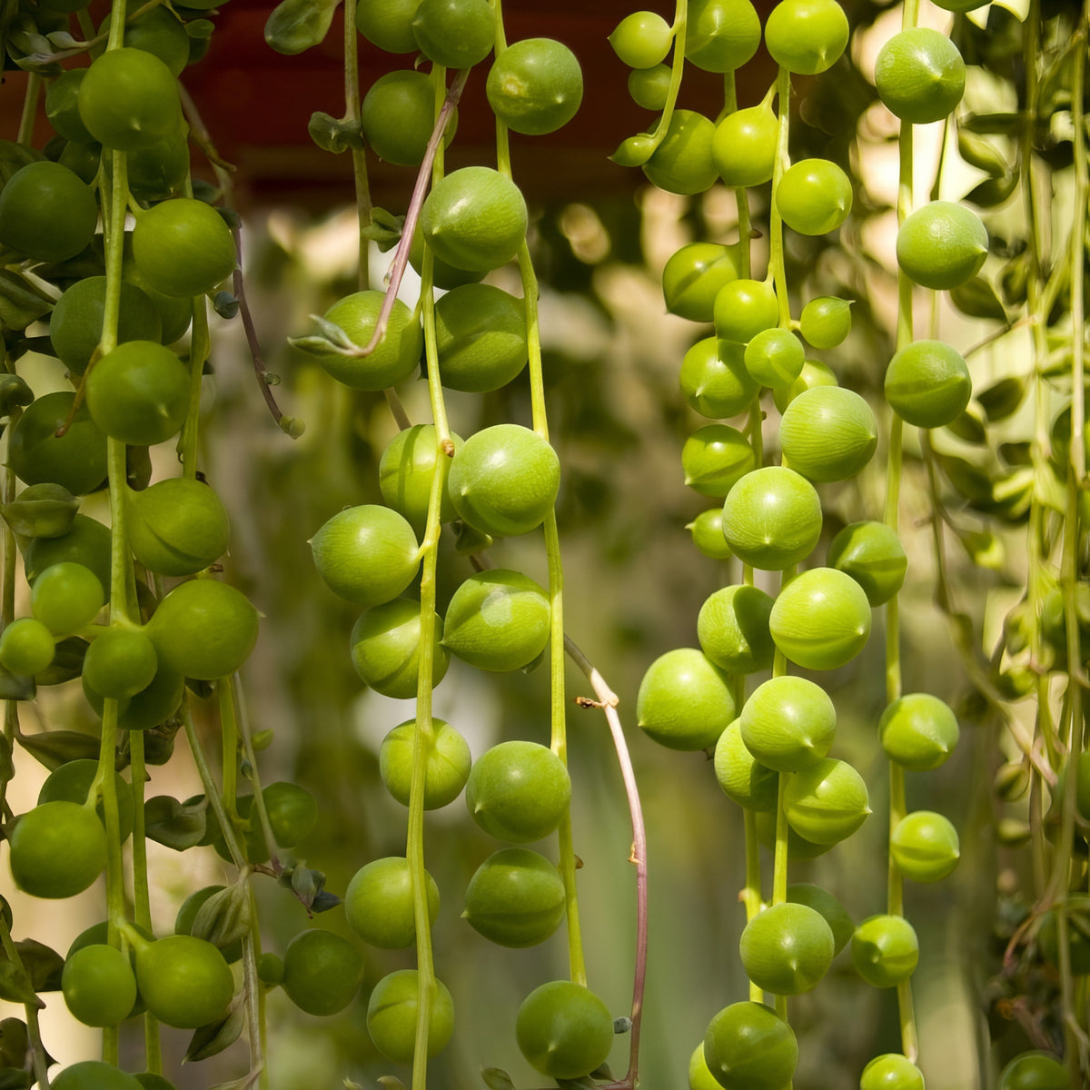 String of Pearls - 4" Pot
