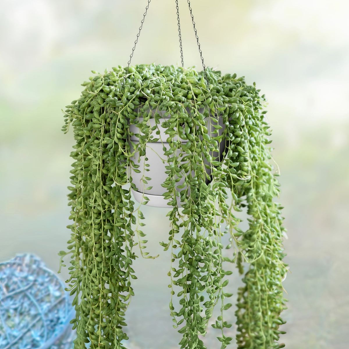 String of Pearls - 4" Pot