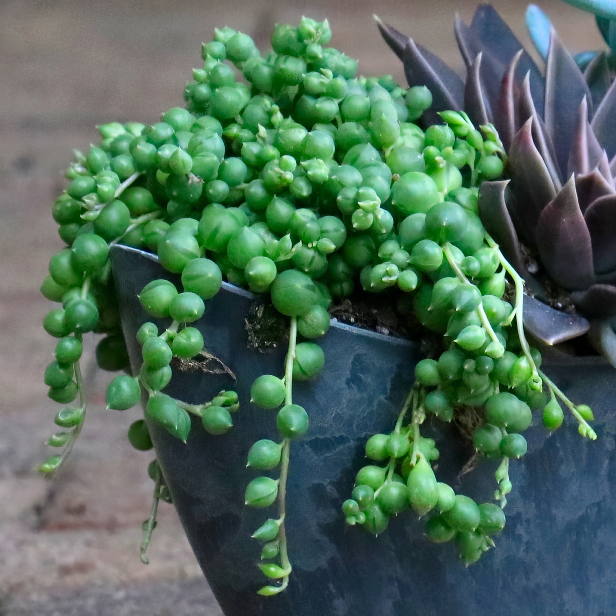 String of Pearls - 4" Pot