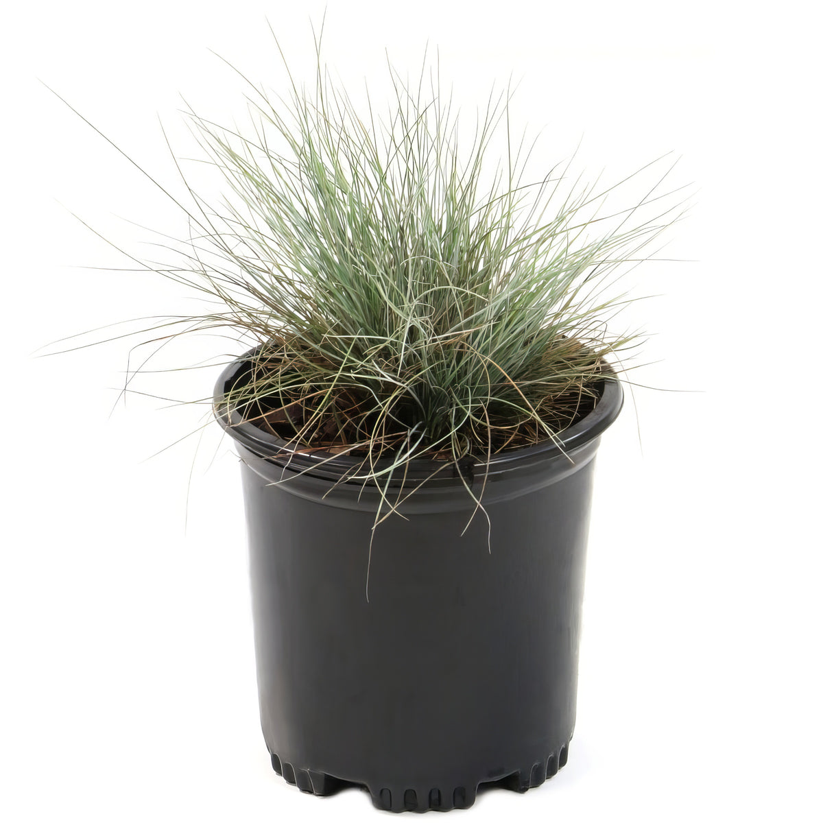 Elijah Blue' Fescue - 4" Pot