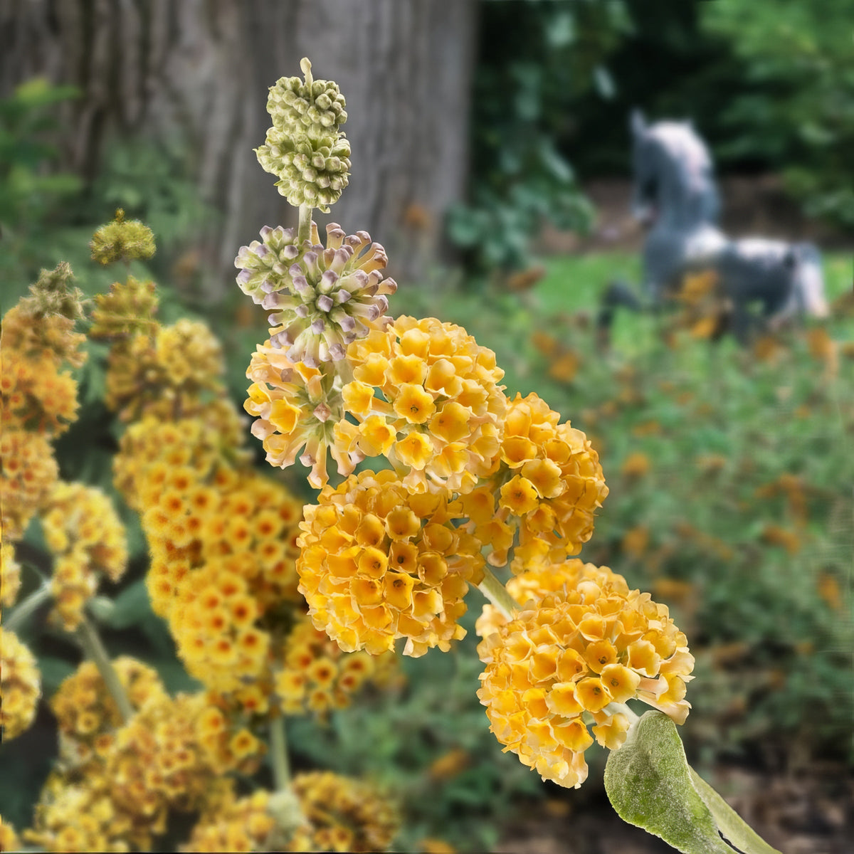 Buddleia 'Honeycomb' Butterfly Bush - 1 Gallon Pot