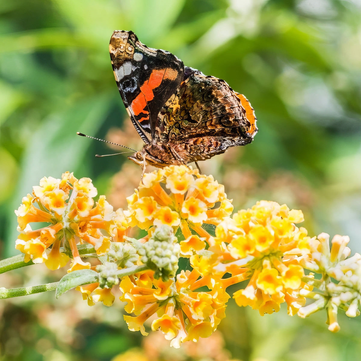 Buddleia 'Honeycomb' Butterfly Bush - 1 Gallon Pot