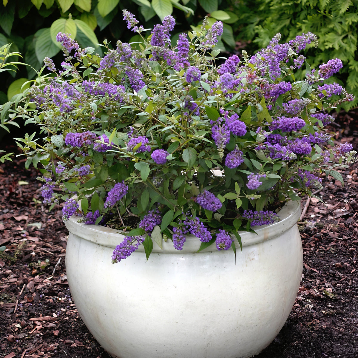 Patio Plant Club - Delivered Monthly, FREE Shipping!