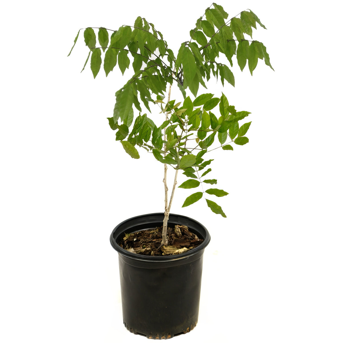 White Wisteria - 1 Gallon Pot