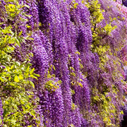 Black Dragon Wisteria  - 1 Gallon Pot