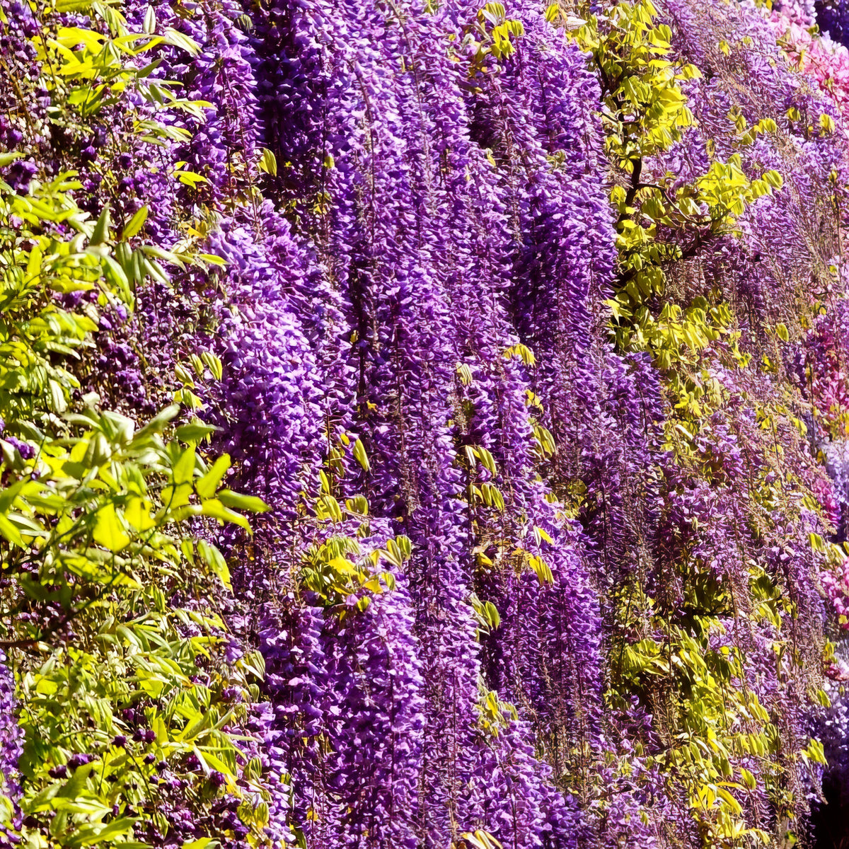 Black Dragon Wisteria  - 1 Gallon Pot