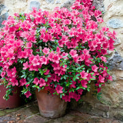 Rhododendron, FlorAmore Pink Reblooming Azalea - 3 Gallon Pot (PICKUP SALE)