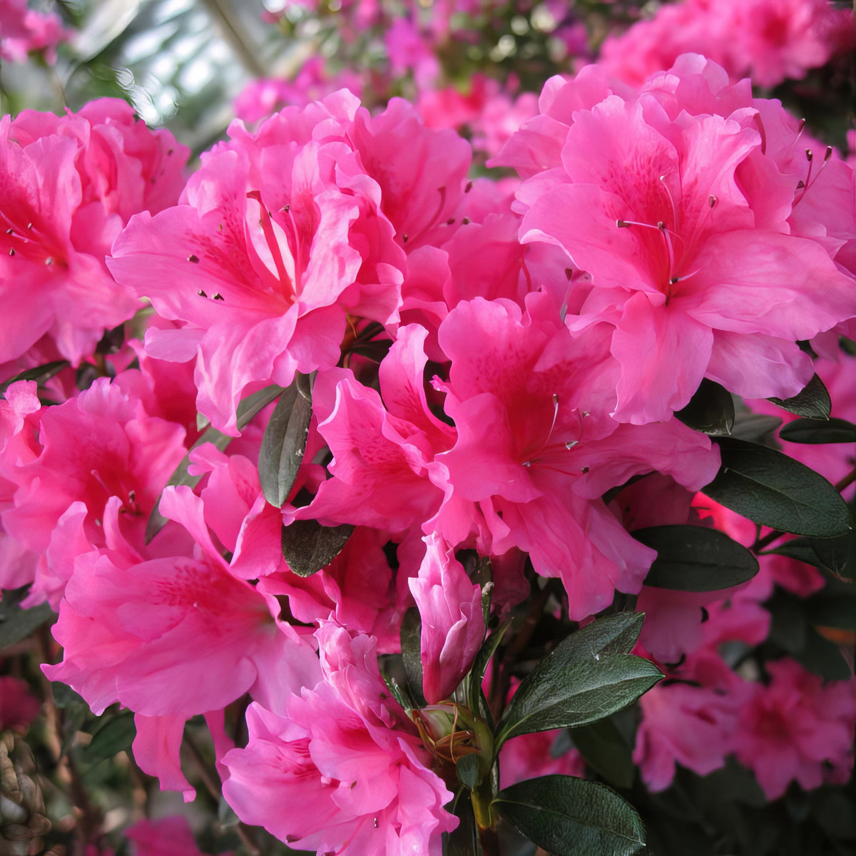 Rhododendron, FlorAmore Pink Reblooming Azalea - 3 Gallon Pot (PICKUP SALE)