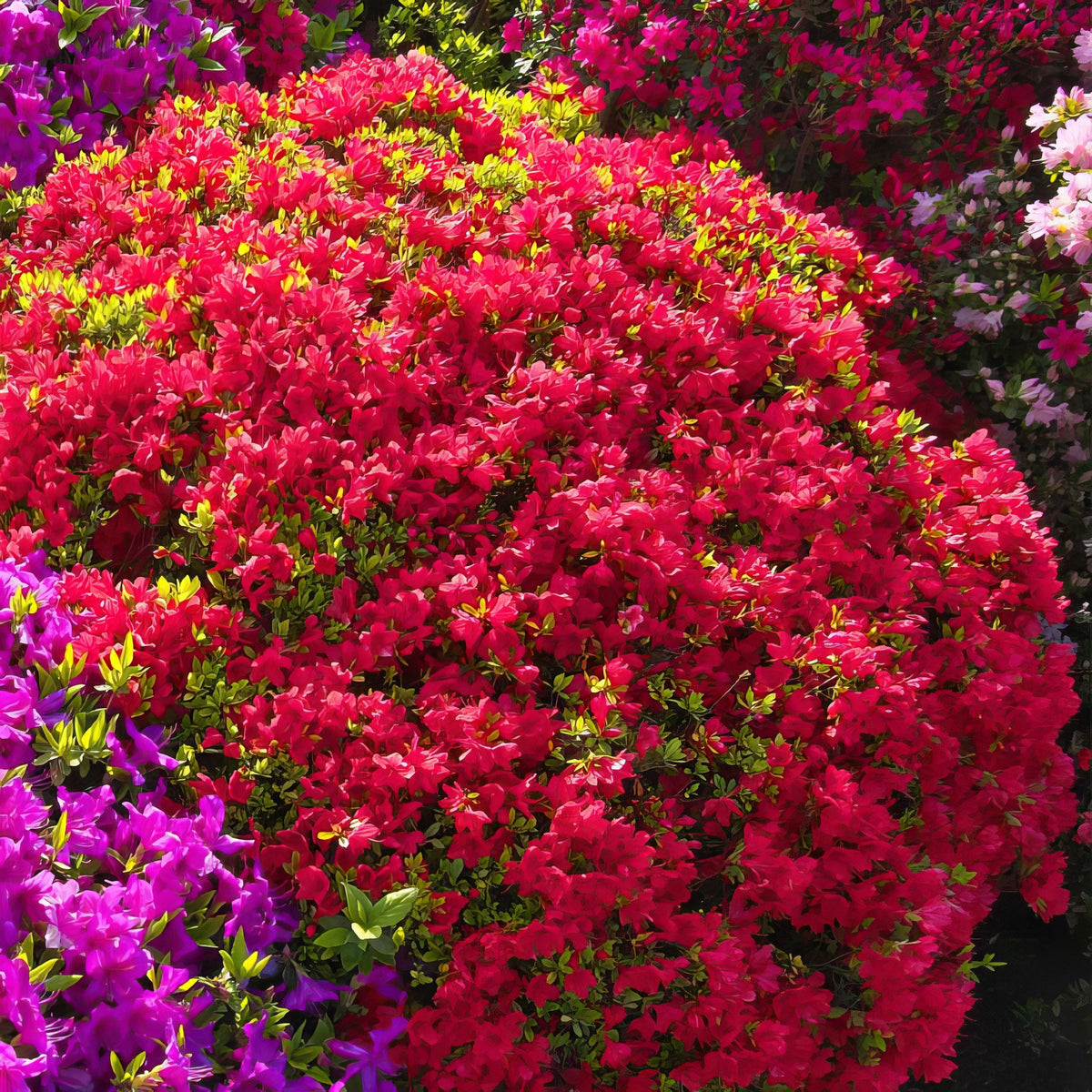 FlorAmore Red Reblooming Azalea - 3 Gallon Pot