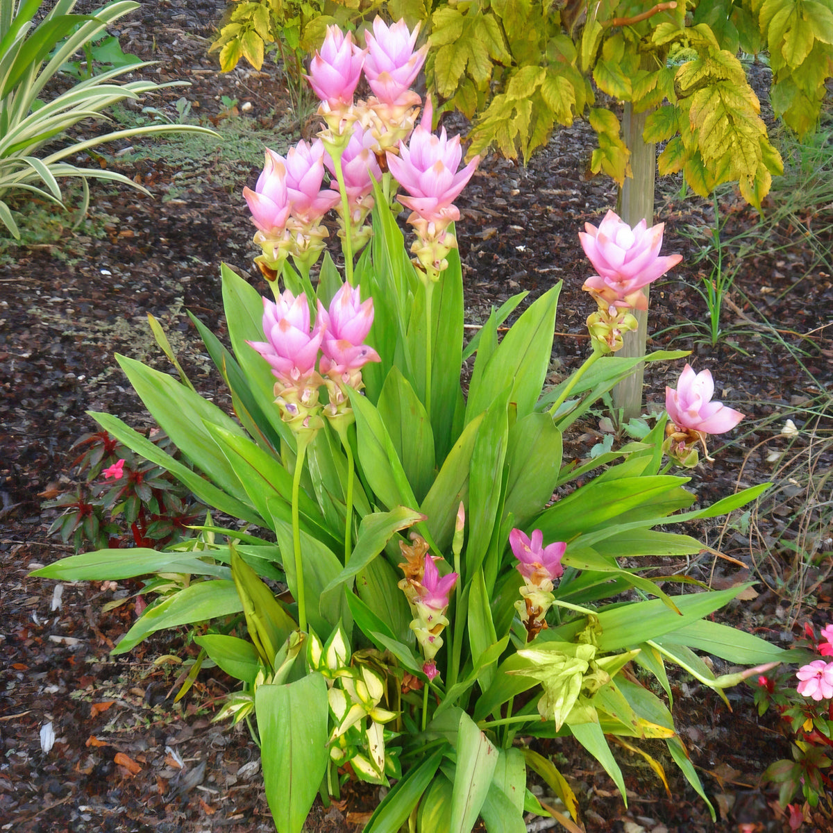 Curcuma Turmeric - 4" Pot