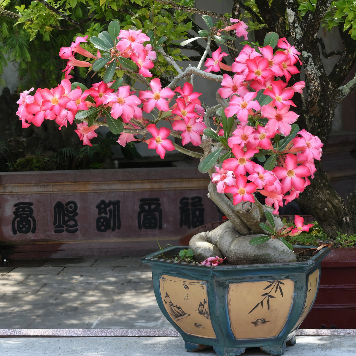 Patio Plant Club - Delivered Monthly, FREE Shipping!