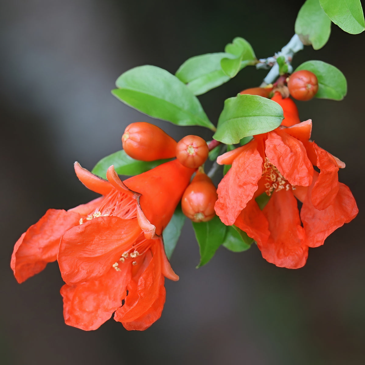 Punica Dwarf Pomegranate- 2.25" Pot