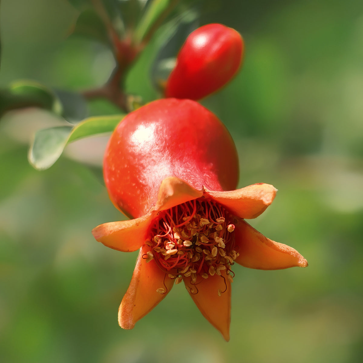 Punica Dwarf Pomegranate- 2.25" Pot