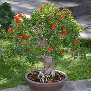 Punica Dwarf Pomegranate- 2.25" Pot