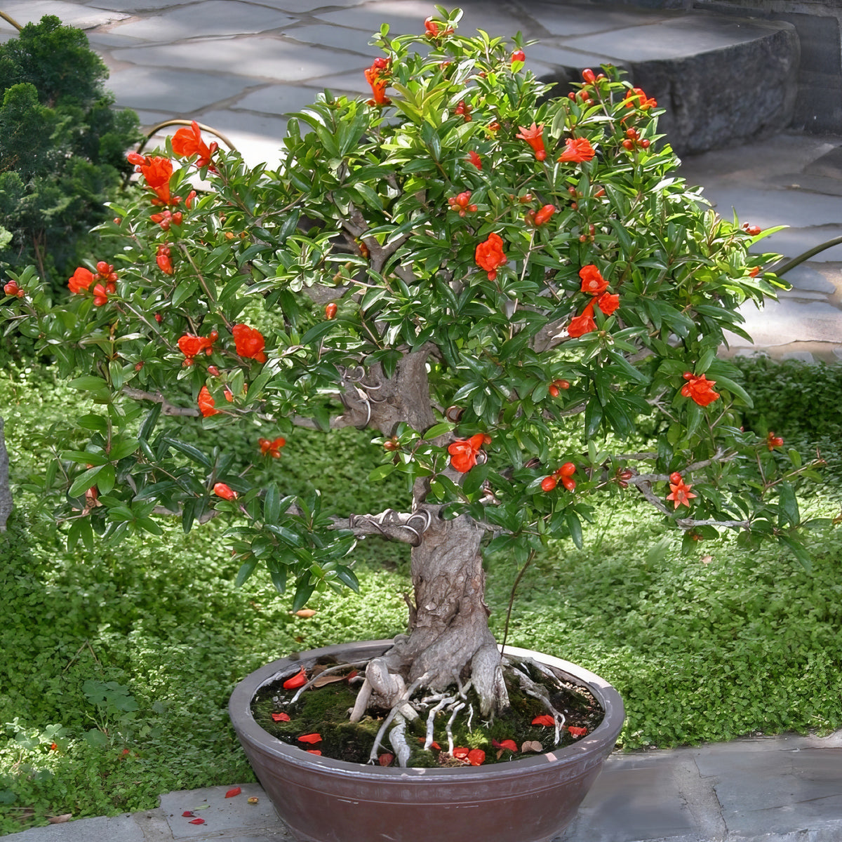 Punica Dwarf Pomegranate- 2.25" Pot