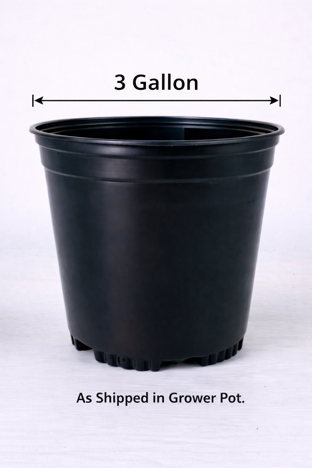 Lavender Jewel Mini Rose - 3 Gallon Pot