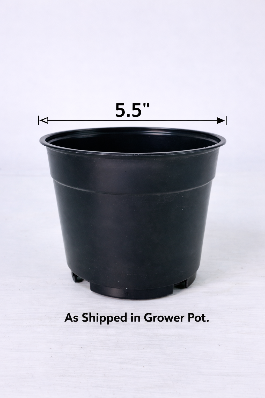 Ficus Triangularis - 5.5" Pot