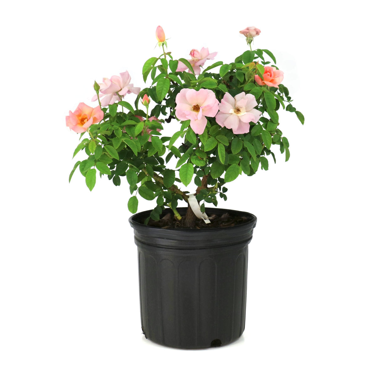 Rosa, Peachy Knock Out® Rose - 1 Gallon Pot