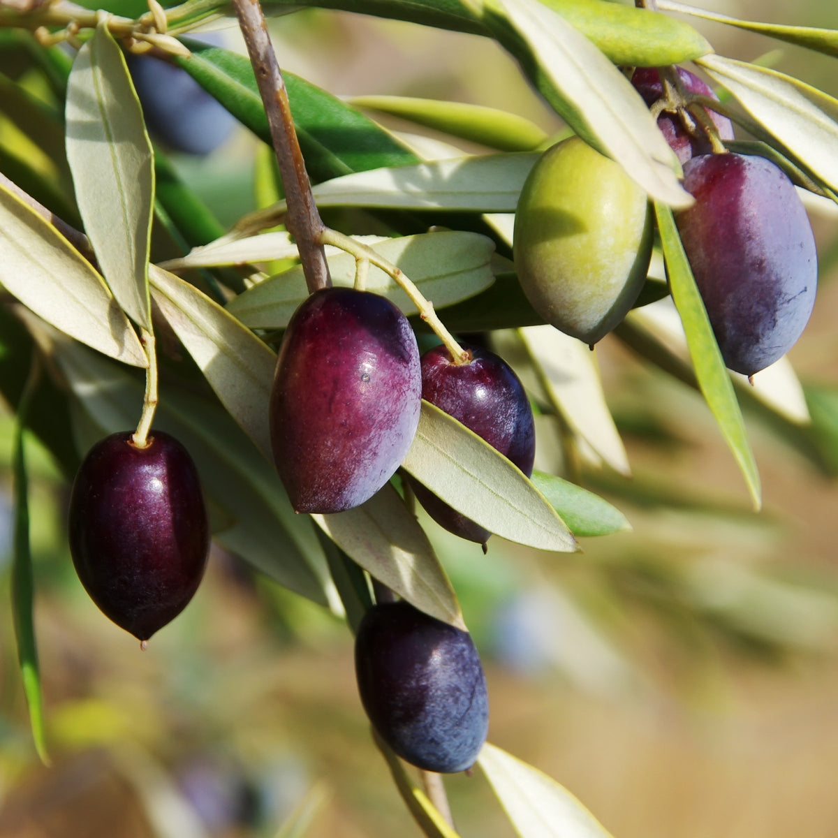 Olea 'Leccino' Olive - 2 Gallon Pot
