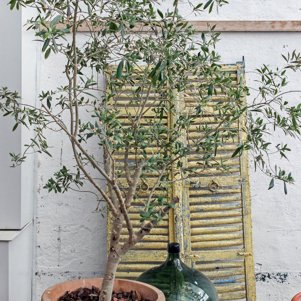 Olea 'Leccino' Olive - 2 Gallon Pot