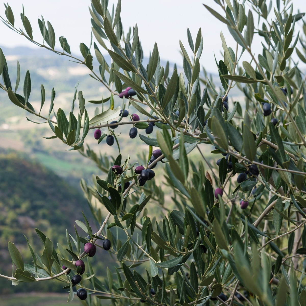 Olea 'Leccino' Olive - 2 Gallon Pot