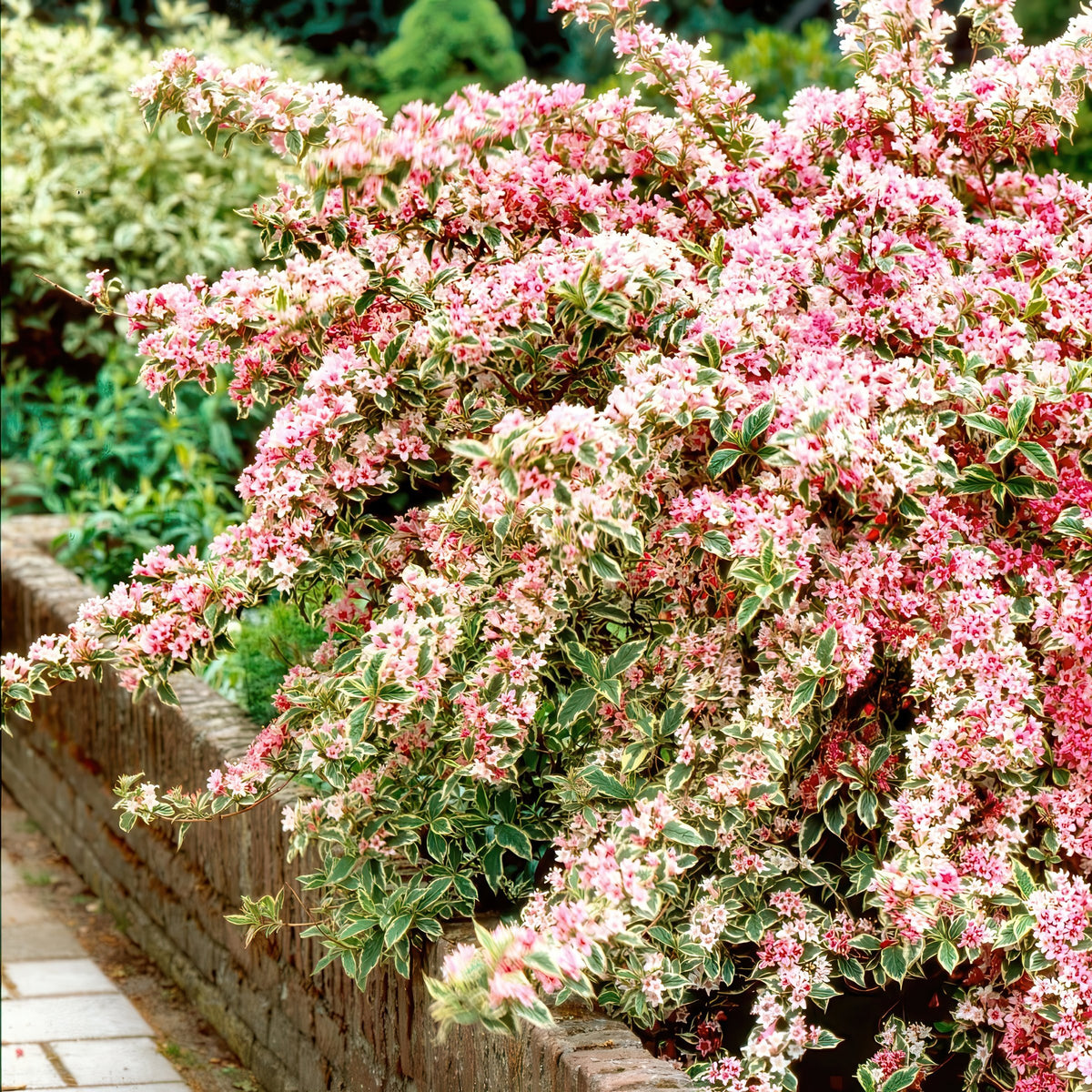Weigela 'Variegated' - 1 Gallon