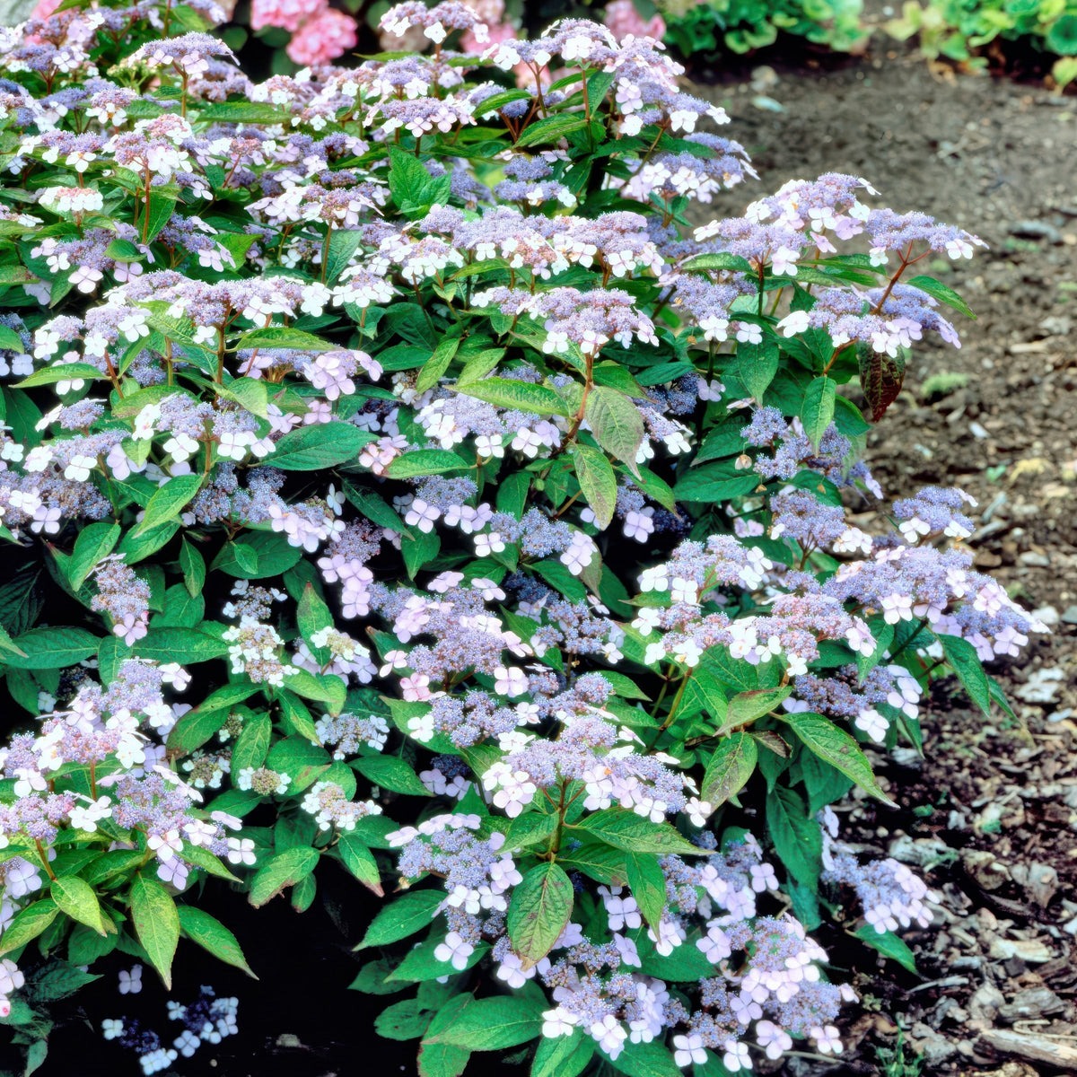 Hydrangea 'Blue Bird' - Square Quart