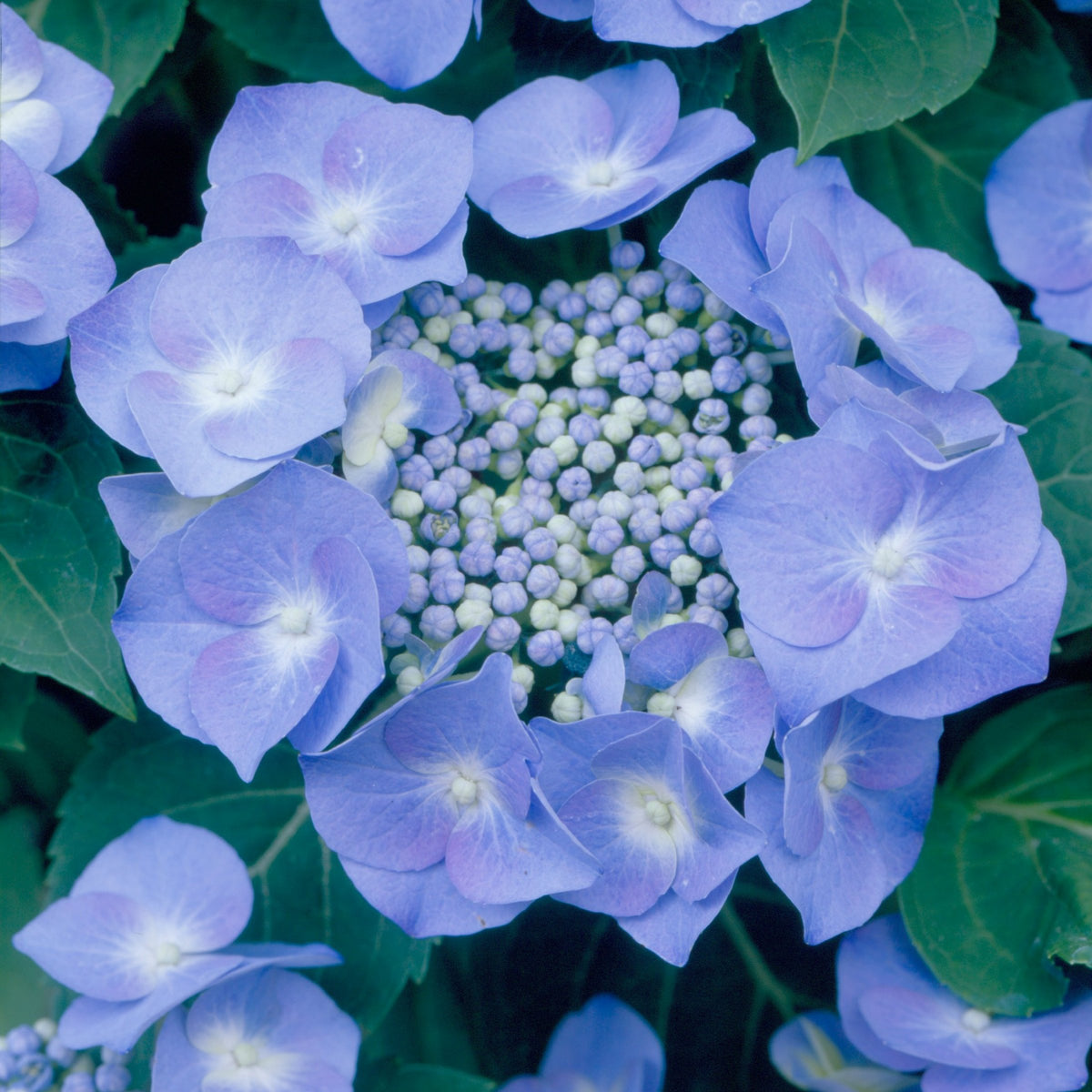 Hydrangea 'Blue Bird' - Square Quart