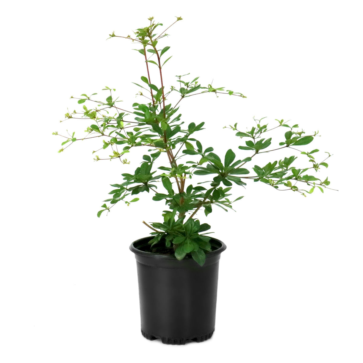 Bucida Black Olive 'Shady Lady'  - 1 Gallon Pot