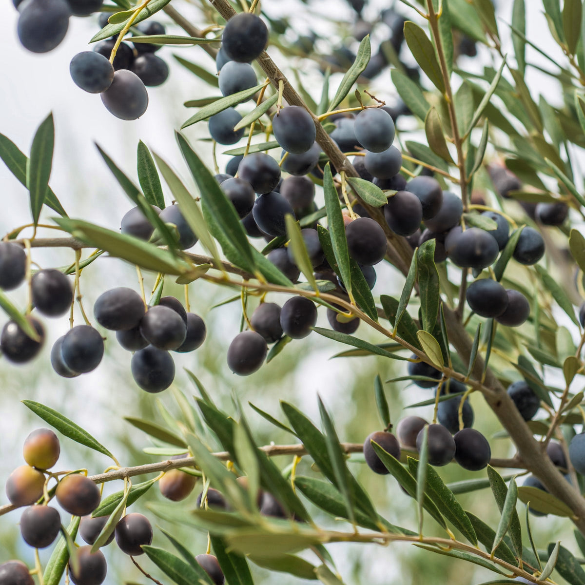 Bucida Black Olive 'Shady Lady'  - 1 Gallon Pot
