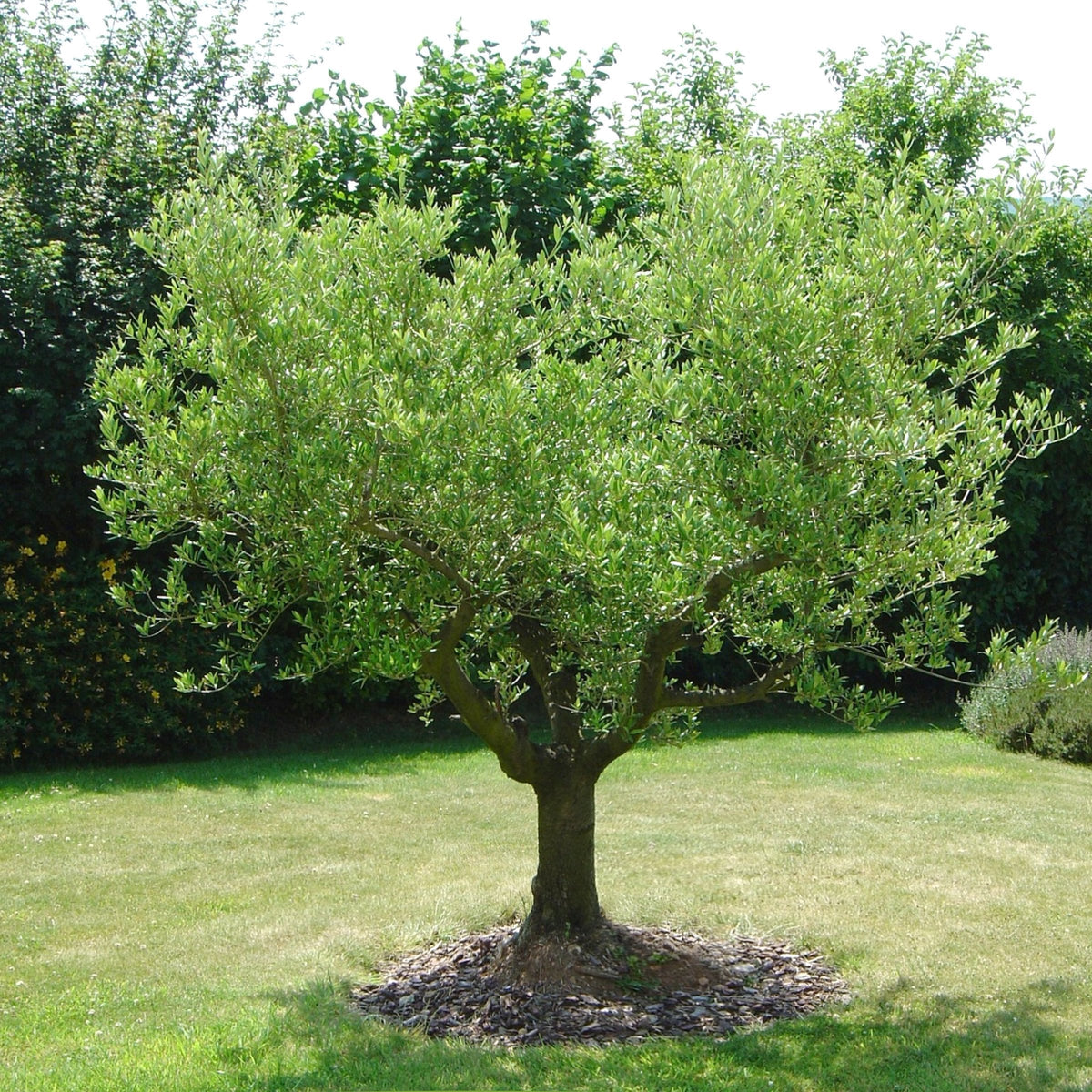 Bucida Black Olive 'Shady Lady'  - 1 Gallon Pot