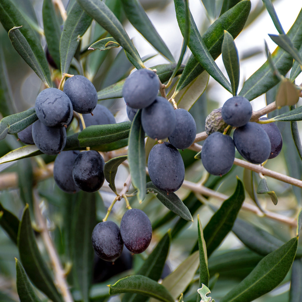 Bucida Black Olive 'Shady Lady'  - 1 Gallon Pot