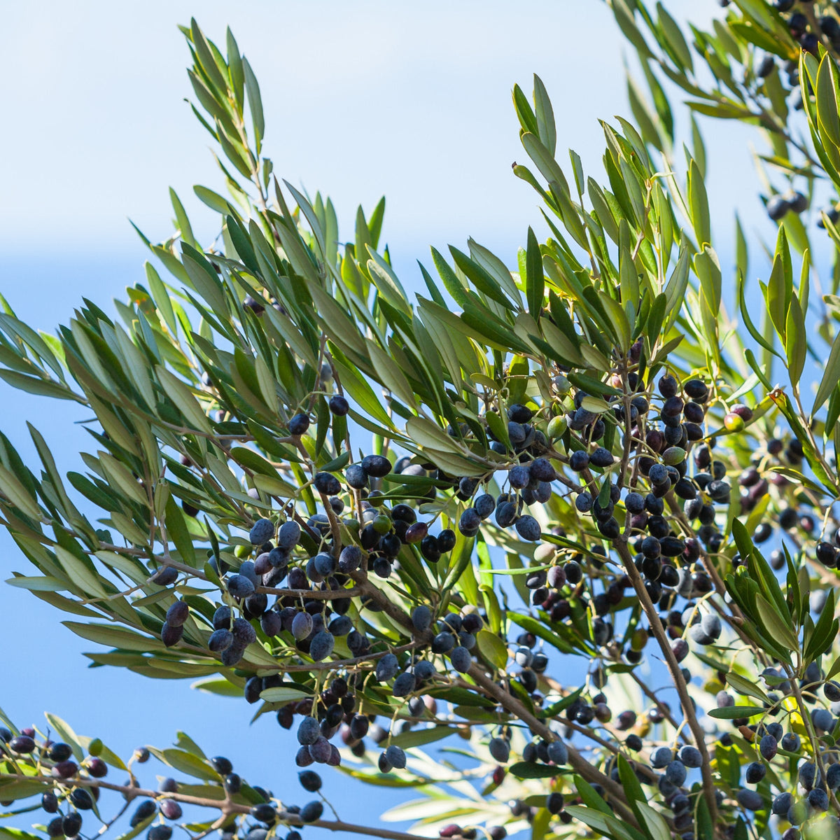 Bucida Black Olive 'Shady Lady'  - 1 Gallon Pot