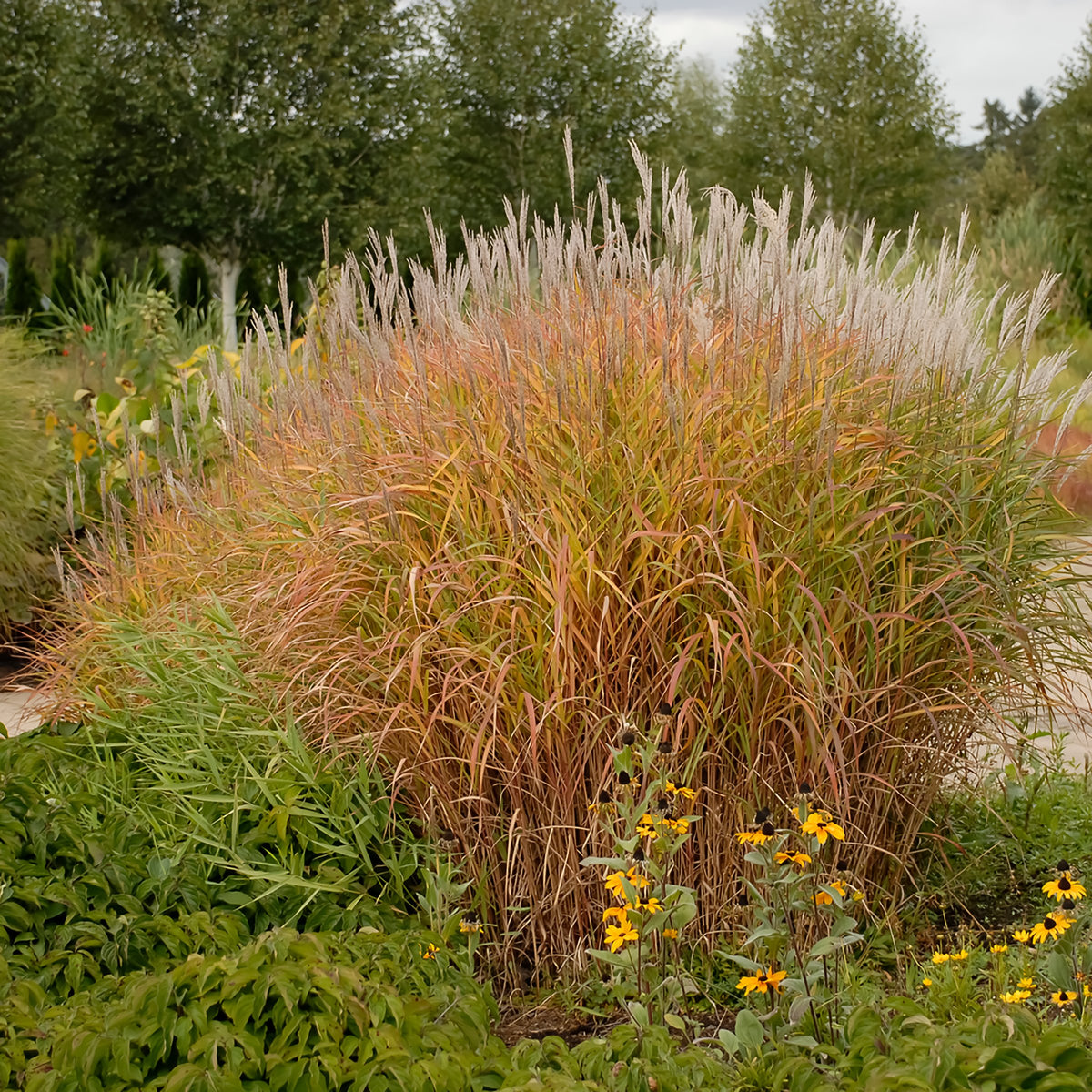 'Purpurascens' Flame Grass, 4" Pot