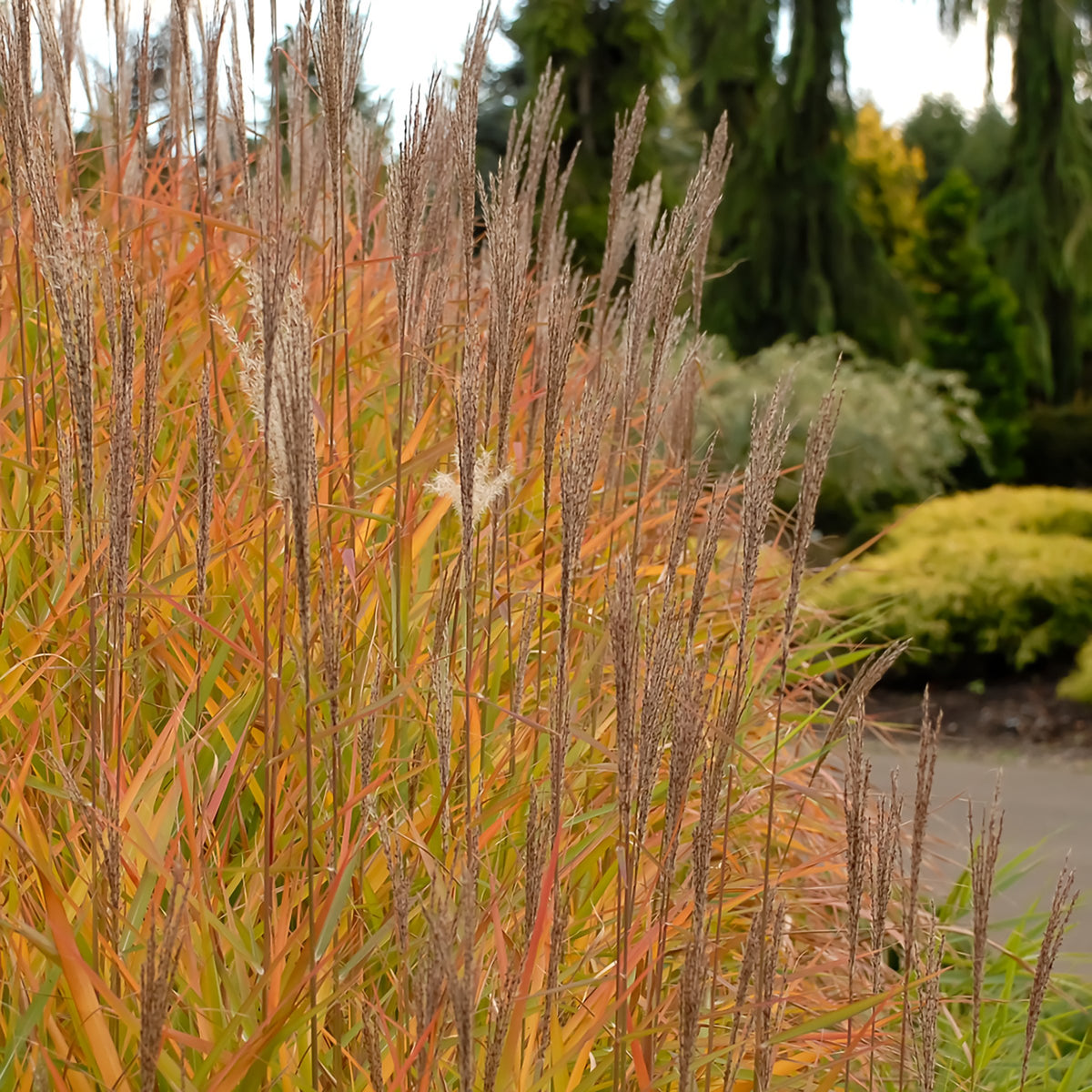 'Purpurascens' Flame Grass, 4" Pot