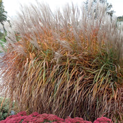 'Purpurascens' Flame Grass, 4" Pot