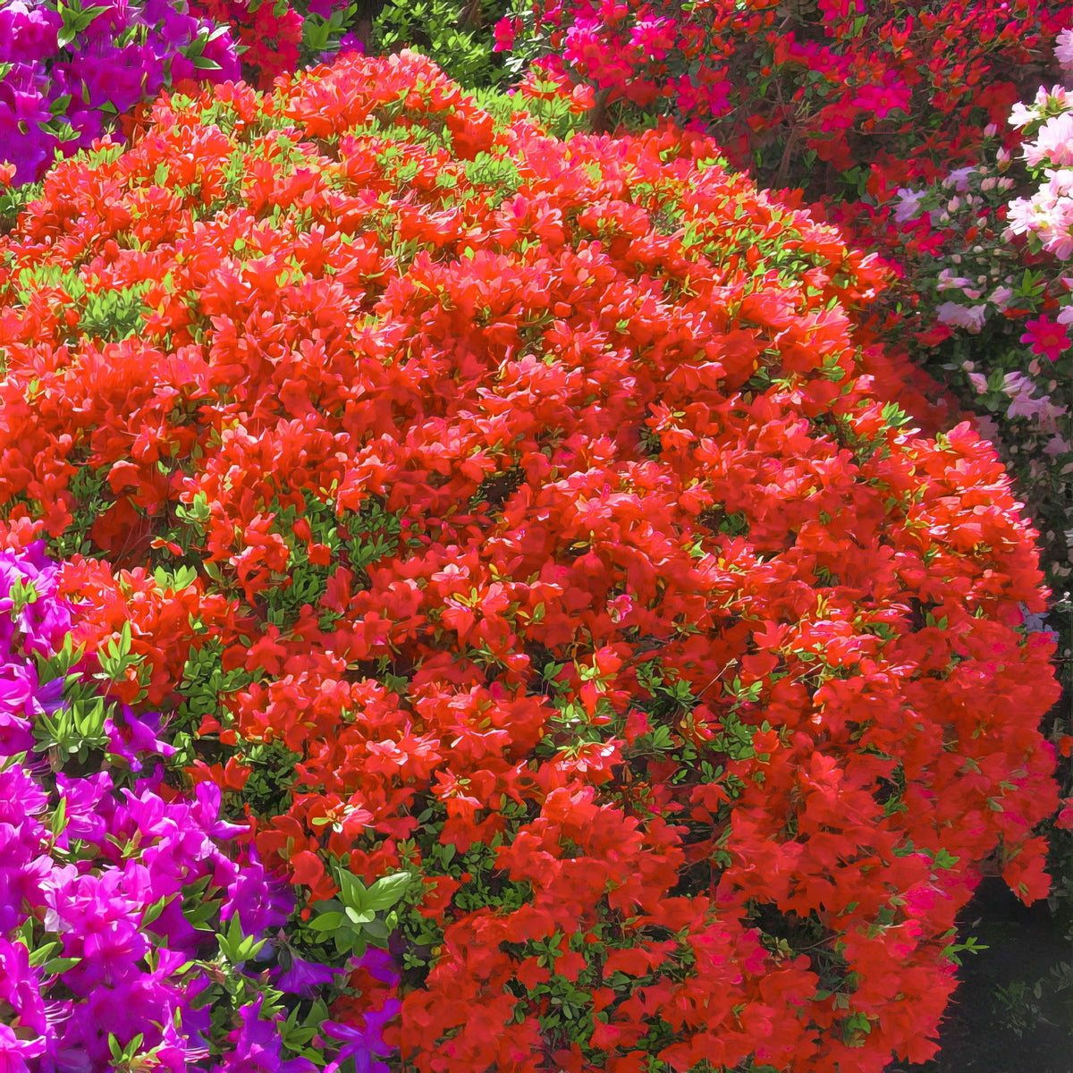FlorAmore® 'Red' Reblooming Azalea - 4" Pot