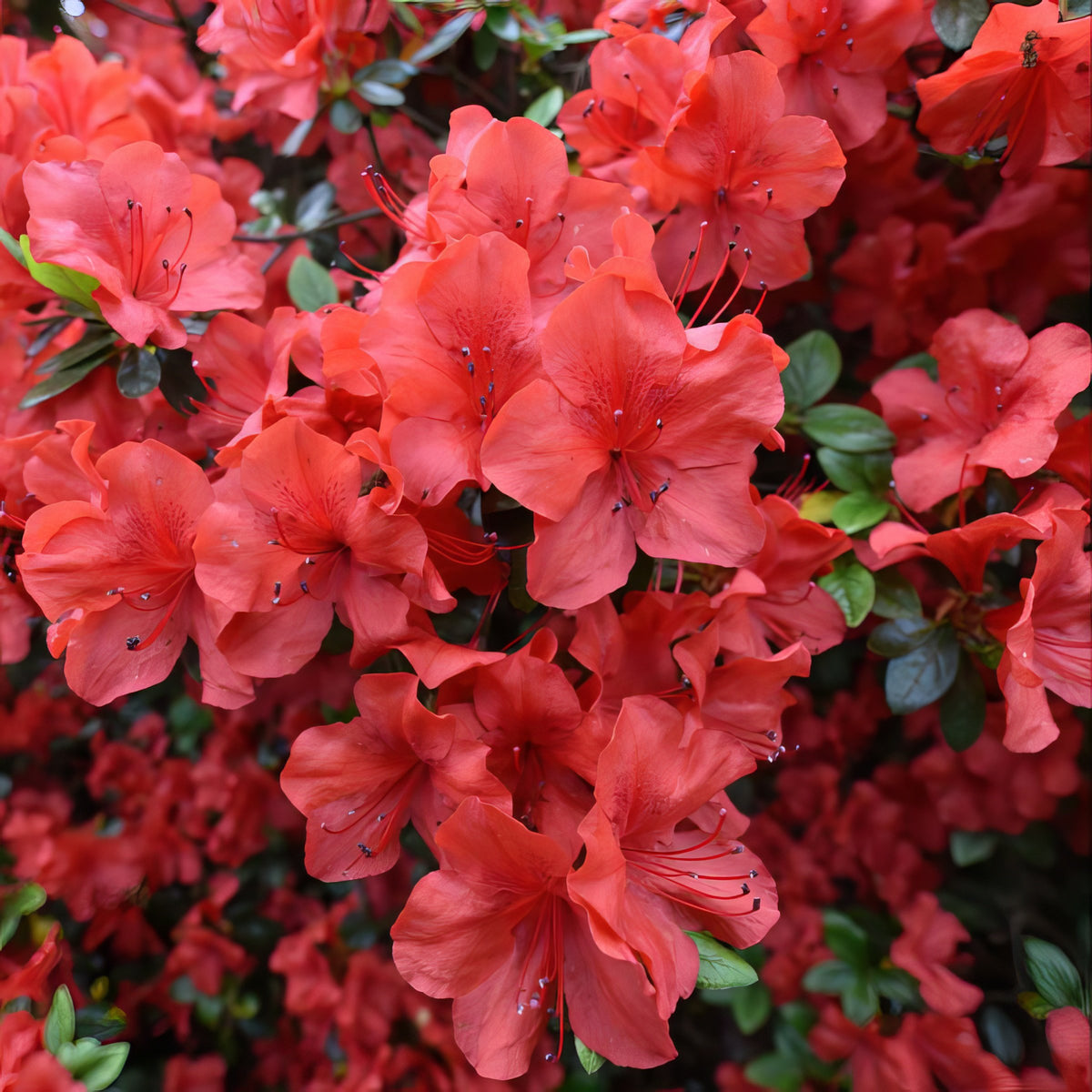 FlorAmore® 'Red' Reblooming Azalea - 4" Pot