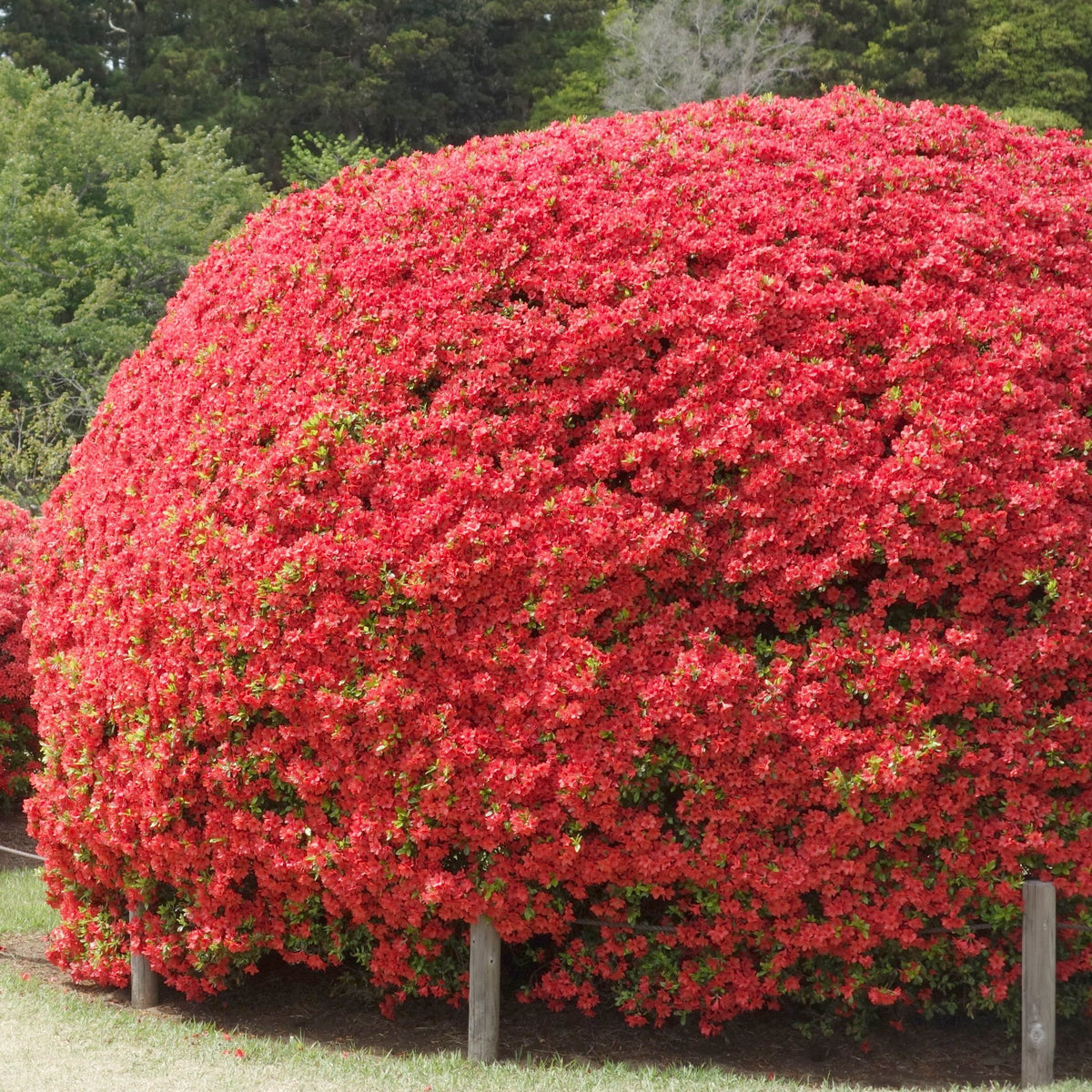 FlorAmore® 'Red' Reblooming Azalea - 4" Pot