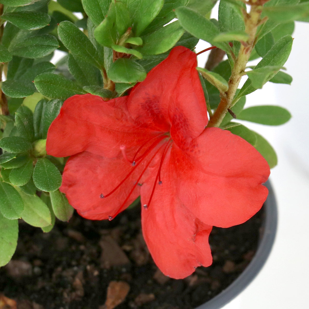 FlorAmore® 'Red' Reblooming Azalea - 4" Pot