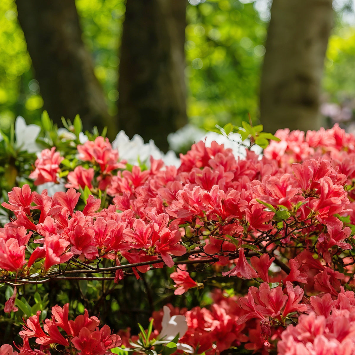 FlorAmore® 'Red' Reblooming Azalea - 4" Pot