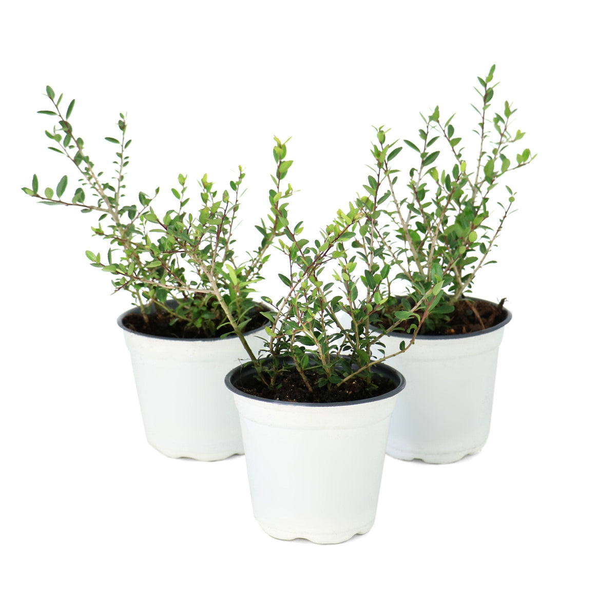Dwarf Yaupon - 4" Pot