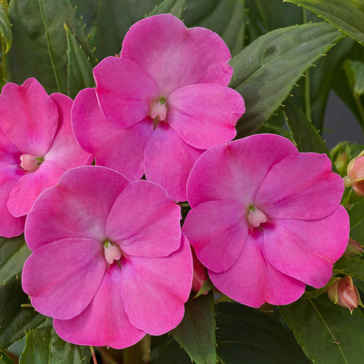 Impatiens, SunPatiens® 3-N-1 Best Friends Mix - 4" Pot