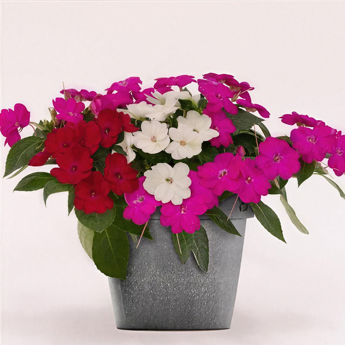 Impatiens, SunPatiens® 3-N-1 Best Friends Mix - 4" Pot