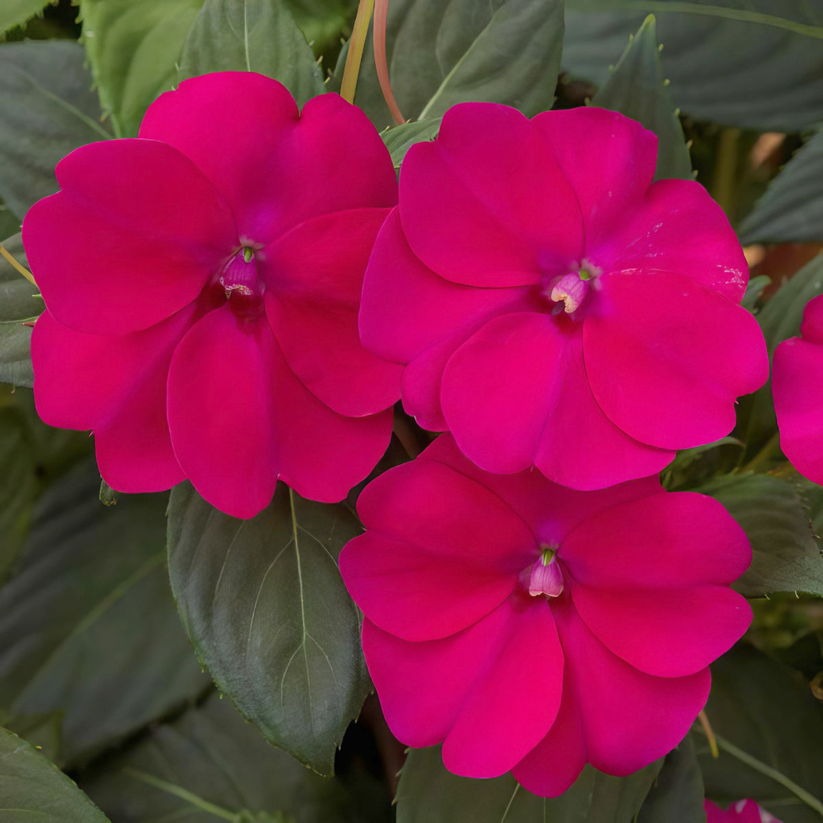 Impatiens, SunPatiens® 3-N-1 Lovebird Mix - 4" Pot