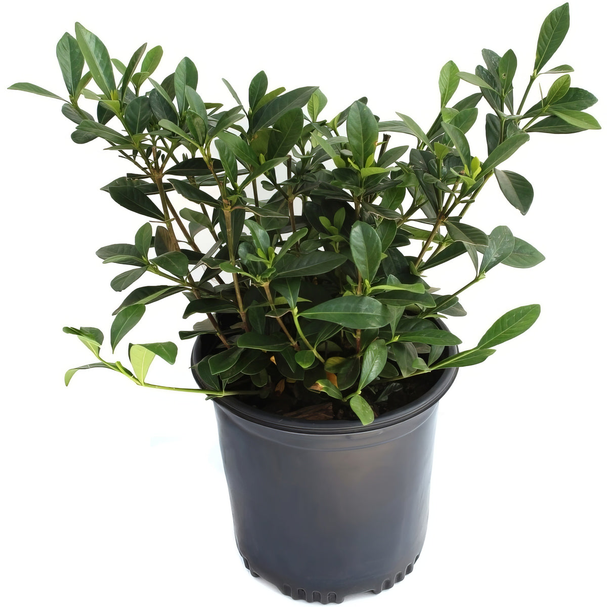 Gardenia 'Frostproof' - 1 Gallon Pot